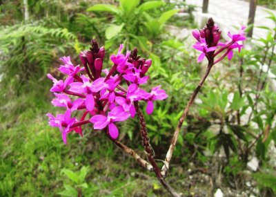 Flora Pululahua