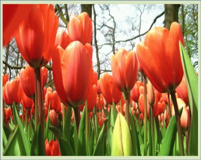 Tulipanes Rojos