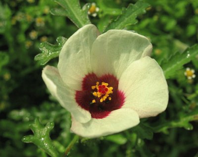 Hibiscus Trionum