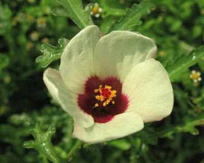 Hibiscus Trionum jigsaw puzzle