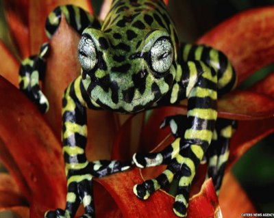 פאזל של Rana Tigre de Ã¡rbol - Colombia