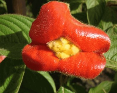 פאזל של Psychotria Poeppigiana - Costa Rica