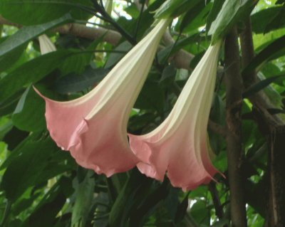 Brugmansia Suaveolens jigsaw puzzle