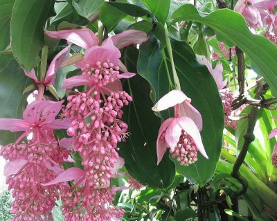 Medinilla Magnifica - Filipinas jigsaw puzzle