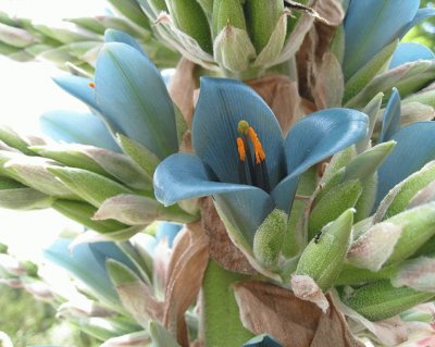 פאזל של Puya Berteroana - Australia