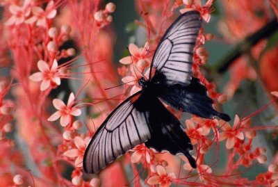 Butterfly in Flowers jigsaw puzzle