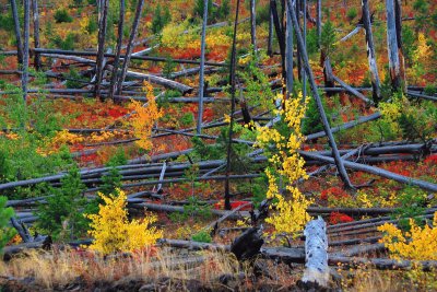 After the fire, Yellowstone