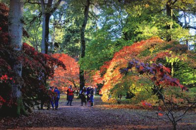 Westonbirt Autumn Colour