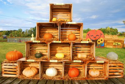 Pumpkins jigsaw puzzle