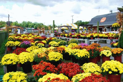 Chrysanthemums