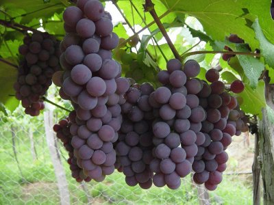 פאזל של Uvas