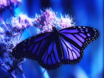 Mariposa jigsaw puzzle