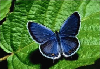 borboleta jigsaw puzzle