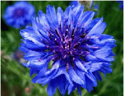 פאזל של flor azul