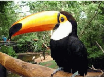 tucano