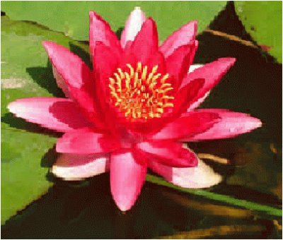 flor jigsaw puzzle