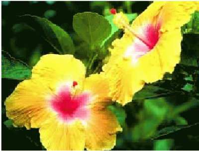 פאזל של flor amarela