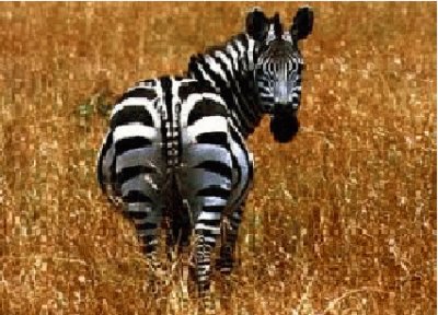 zebra jigsaw puzzle