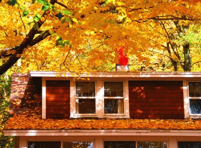Falling leaves