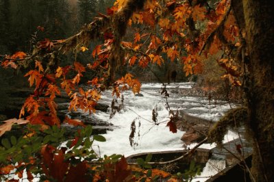 פאזל של Pond on Vancouver Island, British Columbia, Canada