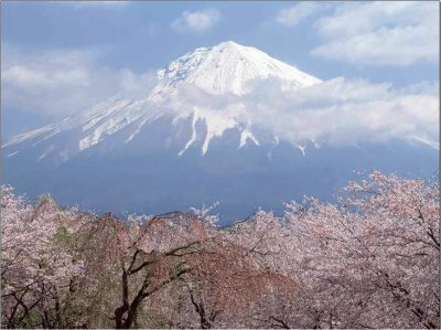 Mount Fuji in Springtime  Japan