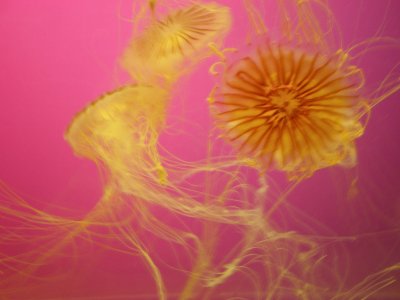פאזל של jellyfish