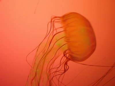 פאזל של jellyfish