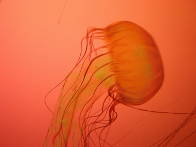 jellyfish