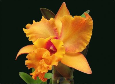 Orchids jigsaw puzzle