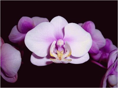 פאזל של Orchids