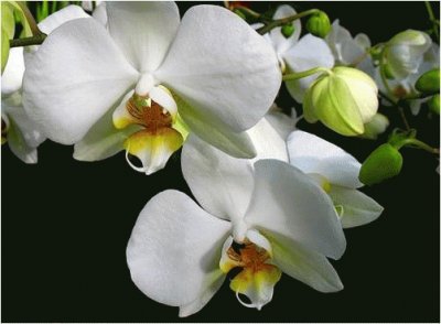 פאזל של Orchids