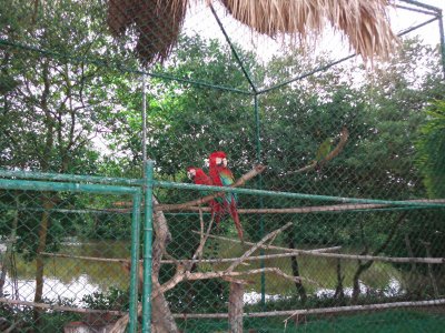 GUACAMAYAS jigsaw puzzle