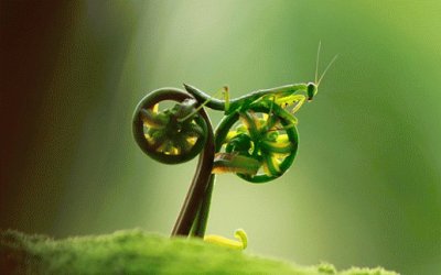 פאזל של biker bug-6