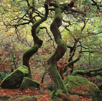 פאזל של deep forest