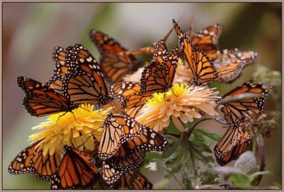 Butterfly meeting