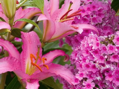 פאזל של Lilies and Phlox