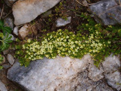 esta foto es de la naturaleza