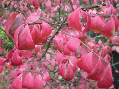 פאזל של flowers