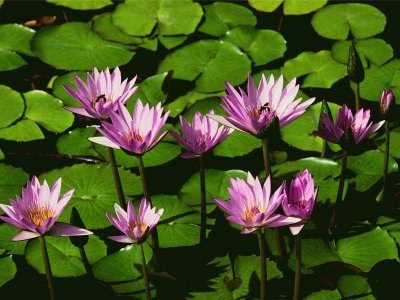 wasserlilien jigsaw puzzle