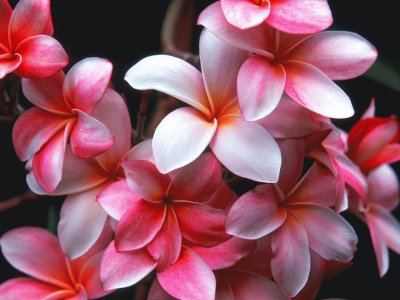 flores 6 jigsaw puzzle