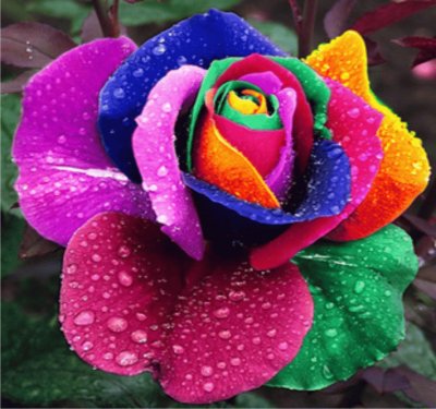 פאזל של rosa de colores