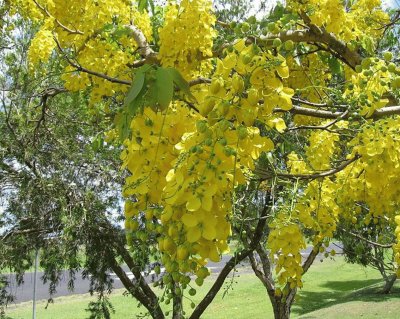 Cassia Fistula - Mexico jigsaw puzzle