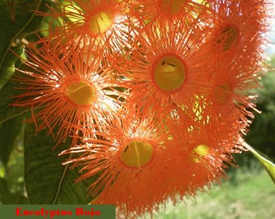 Eucalyptus Rojo