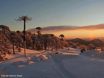 Araucania - Chile jigsaw puzzle