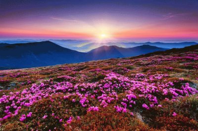 high plains meadow jigsaw puzzle