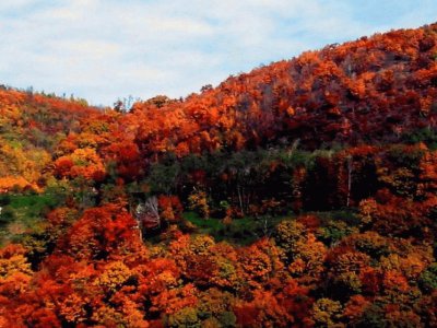 פאזל של fall foliage