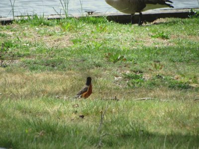 פאזל של Animais no Parque 4 - SP