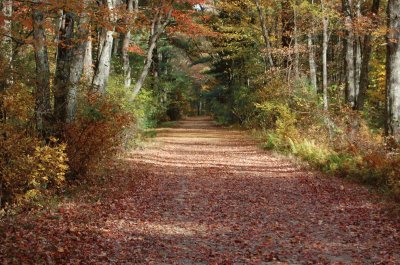 פאזל של Autumn on the Trail