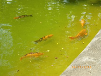 פאזל של Lago com Carpas - SP