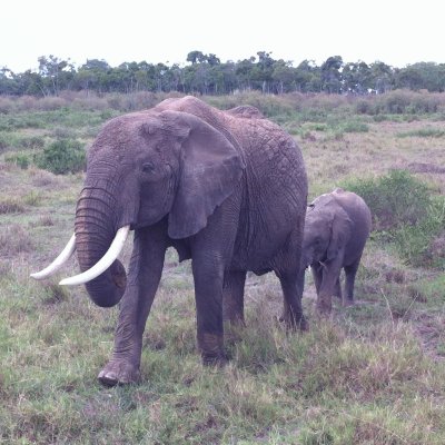 פאזל של Elefantes Africanos